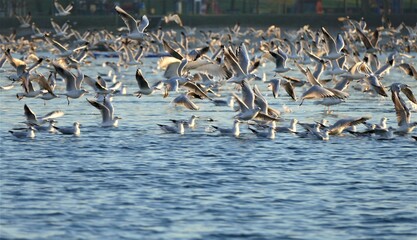 Flock of migratory birds flaying above the lake