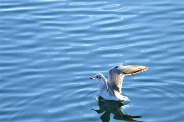 Seagull spread wings swimming on water