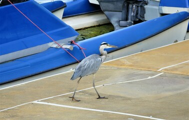 Heron bird walking by the lake and boats