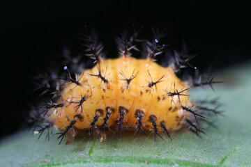 Ladybugs on wild plants, North China