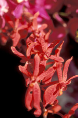 MALAYSIA ORCHID FLOWERS