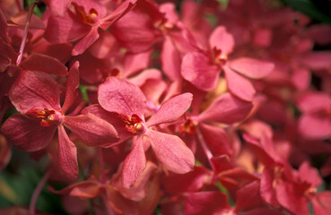 Fototapeta na wymiar MALAYSIA ORCHID FLOWERS