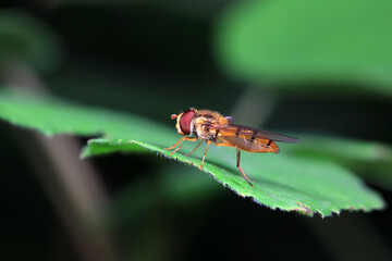 Aphid eating flies in the wild, North China