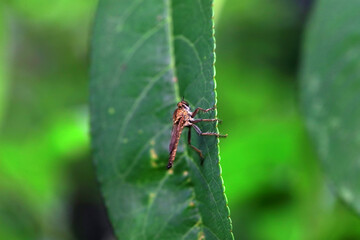 Insectivorous Gadfly in the wild, North China