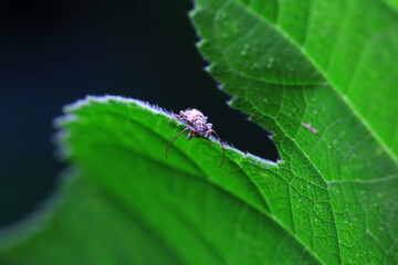Longicorn on wild plants, North China