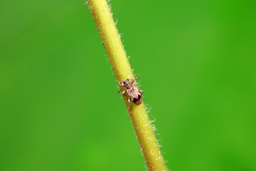 Longicorn on wild plants, North China