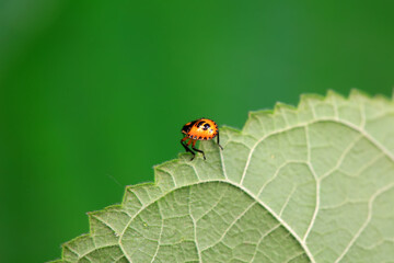 Hemiptera bugs in the wild, North China