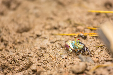 fiddler crab