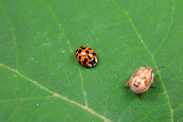 Ladybugs on wild plants, North China