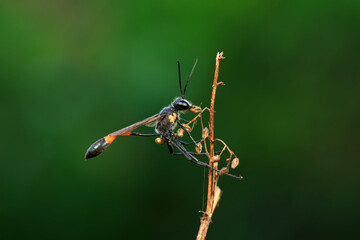 Bee insects in the wild, North China