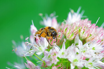 Coleoptera Chrysomelidae insects, North China