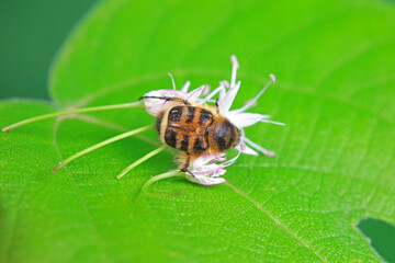 Coleoptera Chrysomelidae insects, North China