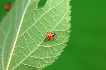 Hemiptera bugs in the wild, North China