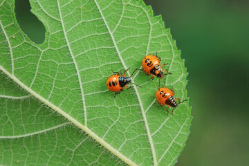 Hemiptera bugs in the wild, North China