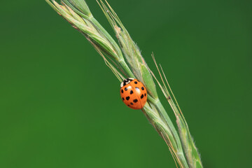 Ladybugs on wild plants, North China