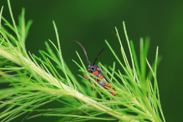 Longicorn on wild plants, North China