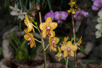 yellow orchid flower - 473756797