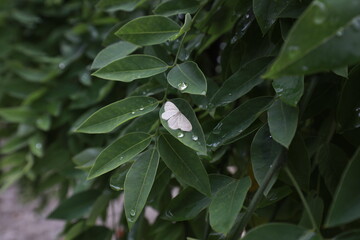 Moths on green plants, North China