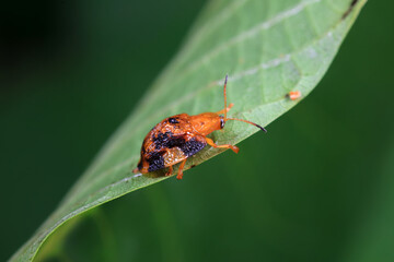 Hispidae family insect crawl on plants, North China