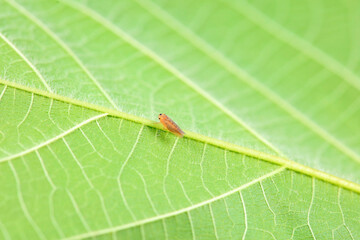 Leaf cicada on wild plants, North China