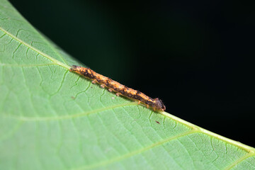 Lepidoptera larvae in the wild, North China