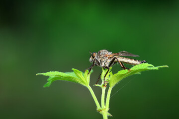 Insectivorous Gadfly in the wild, North China