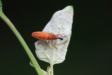 Weevil on wild plants, North China