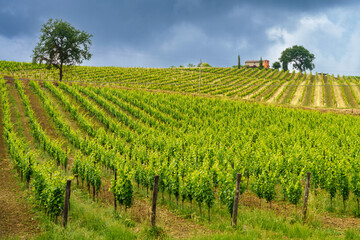 Fototapeta na wymiar Country landscape near Monterubbiano, Marche, Italy