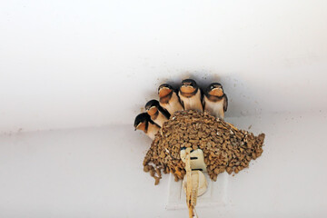 The little swallow waited for his parents to come and feed him in a nest