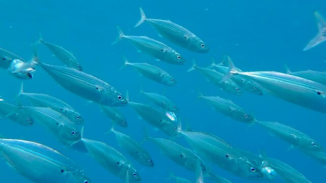 Indian Mackerel School of Fish in Red Sea Lagoon Feeding Process. Marine Life in the Shallow. Scomber Fish Swims with Open Mouth Feeding on Plankton