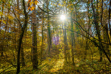 sun rays in autumn forest