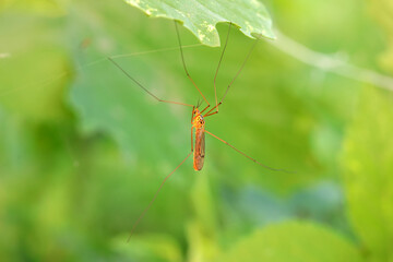 mosquito insect in the wild, North China