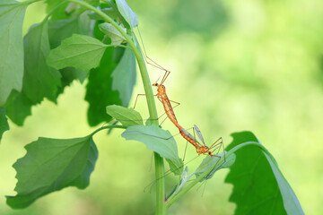mosquito insect in the wild, North China