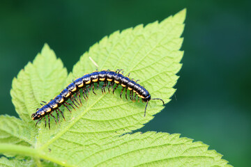 class diplopoda animal in the wild, North China