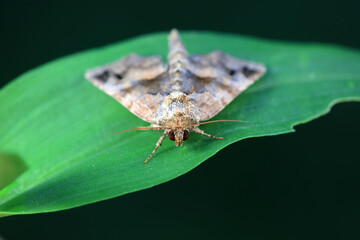 Lepidoptera insects in the wild, North China