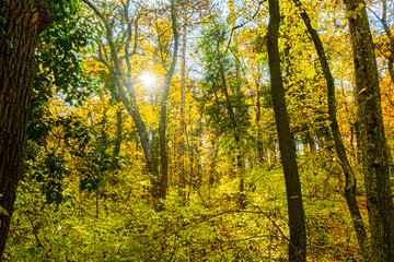 Fototapeta premium sun rays in autumn forest