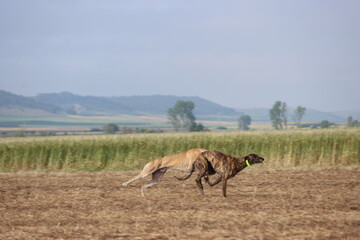 Naklejka na ściany i meble Spanish greyhound dog race hare hunting speed delivers passion