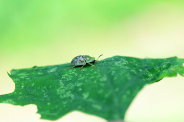 Fototapeta na wymiar Hispidae family insect crawl on plants, North China