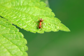 Ants in the wild, North China