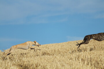 Spanish greyhound in mechanical hare race in the countryside