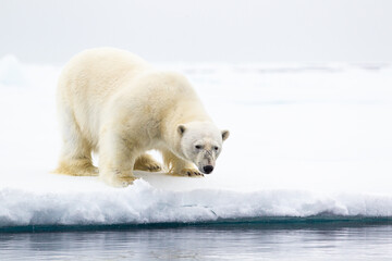 Naklejka na ściany i meble A curious male polar bear walks along the ice edge in the Arctic seas 