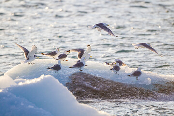 Kittiwakes resting on the floating glacial ice in the Arctic ocean