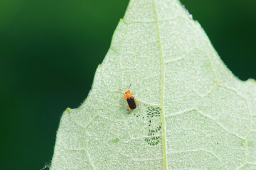 Leaf beetle on wild plants, North China