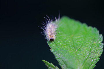 Lepidoptera larvae in the wild, North China