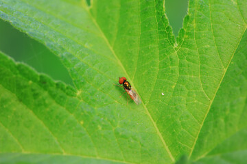Gadfly on wild plants, North China