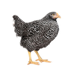 Beautiful chicken on white background. Domestic animal