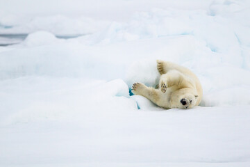 Obraz premium A curious male polar bear walks along the ice edge in the Arctic seas 