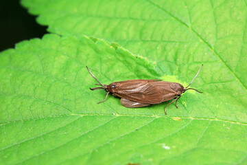 Lepidoptera insects in the wild, North China