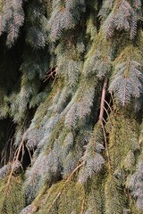 Green spruce branches 