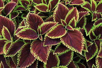 Colorful leaf grass in the park, Beijing